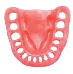 860 Lower Gingiva with Edentulous 20